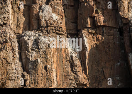 vulture nest on the side top of the rocky hill Stock Photo