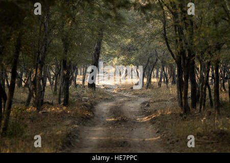 A trail of Ranthambore National Park Stock Photo