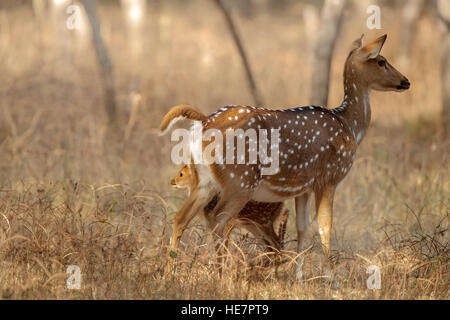 Mother's love, deer and cute fawn, Juvenile Spotted Deer with Mother in India Stock Photo