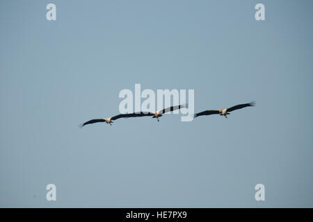 Painted Storks Mycteria leucocephala flying, Keoladeo National Park ( Bharatpur Bird Sanctuary) in Bharatpur, Rajasthan, India Stock Photo