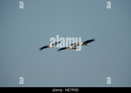 Painted Storks Mycteria leucocephala flying,Keoladeo National Park ( Bharatpur Bird Sanctuary) in Bharatpur, Rajasthan, India Stock Photo