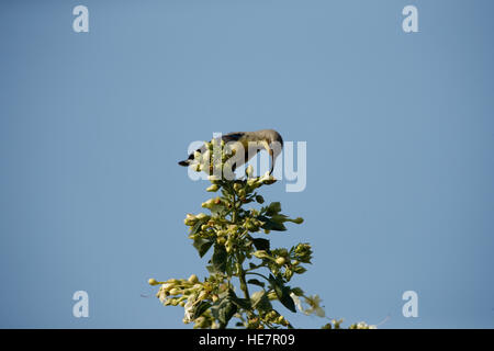 Olive-backed Sunbird On A Branch Stock Photo