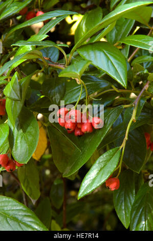 Cotoneaster,lacteus, berries Stock Photo