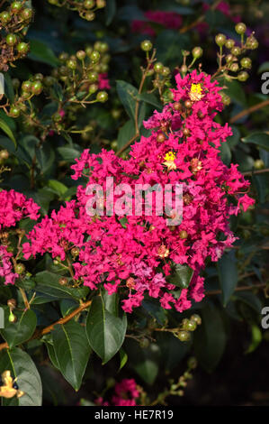 Lagerstroemia indica, Tonto, Crepe myrtle,  pink Stock Photo