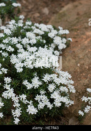 Iberis sempervirens, candytuft, evergreen, Stock Photo