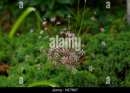 Allium schubertii, ornamental onion, Stock Photo