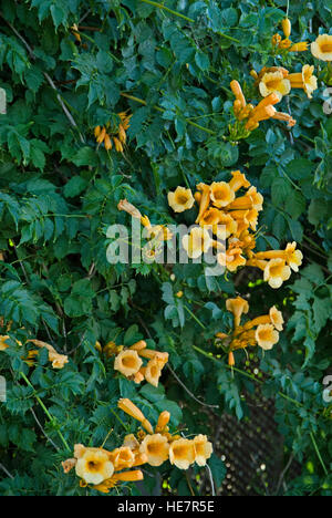 Bignonia capreolata, crossvine, Trumpet Creeper, Yellow, Stock Photo