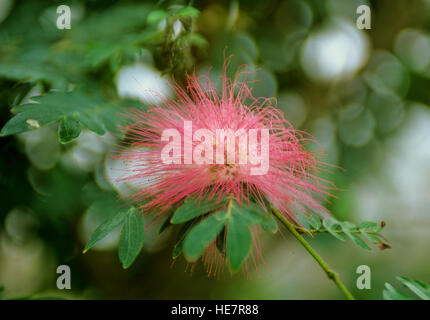 Calliandra eriophylla, Pink Fairy Duster Stock Photo