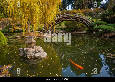 The beautiful fall colors of the Japanese Gardens in the Huntington Library. Stock Photo