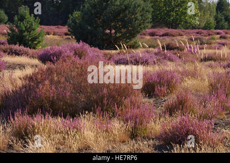 blühende Heidelandschaft im Spätsommer - Heath landscape with flowering Heather, Calluna vulgaris Stock Photo