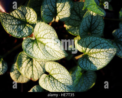 Brunnera macrophylla 'Looking Glass' silver and green leaf, Siberian Bugloss Stock Photo