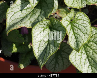 Brunnera macrophylla 'Looking Glass' silver and green leaf, Siberian Bugloss Stock Photo