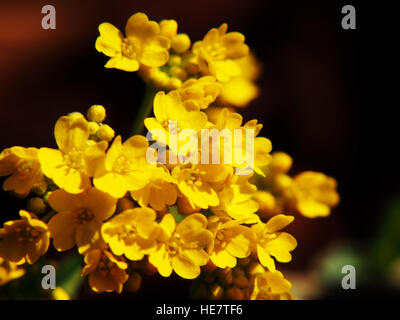 Autinia saxatilis - Alyssum saxatile - Basket of god - Rock Madwort - Goldentuft - closeup Stock Photo