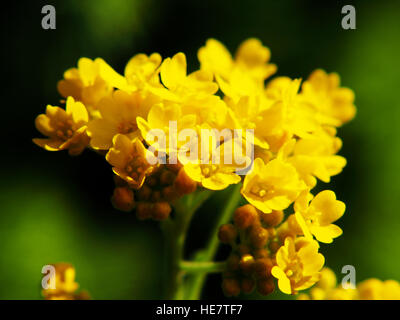 Autinia saxatilis - Alyssum saxatile - Basket of god - Rock Madwort - Goldentuft - closeup Stock Photo