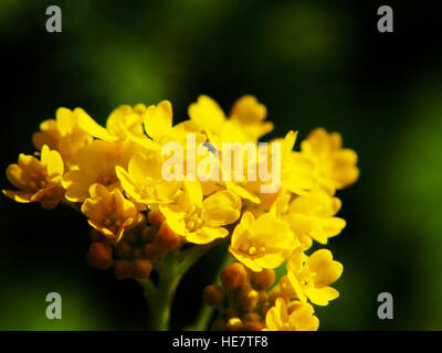 Autinia saxatilis - Alyssum saxatile - Basket of god - Rock Madwort - Goldentuft - closeup Stock Photo