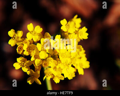 Autinia saxatilis - Alyssum saxatile - Basket of god - Rock Madwort - Goldentuft - closeup Stock Photo