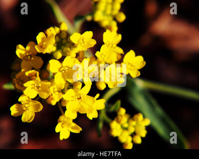 Autinia saxatilis - Alyssum saxatile - Basket of god - Rock Madwort - Goldentuft - closeup Stock Photo