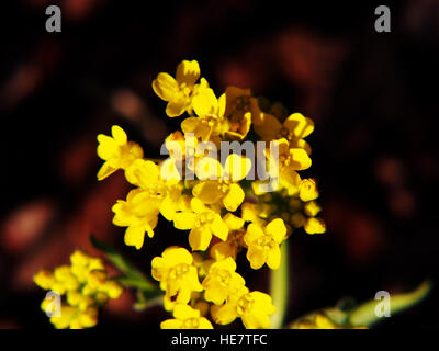 Autinia saxatilis - Alyssum saxatile - Basket of god - Rock Madwort - Goldentuft - closeup Stock Photo