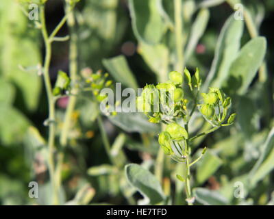 Autinia saxatilis - Alyssum saxatile - Basket of god - Rock Madwort - Goldentuft - closeup Stock Photo