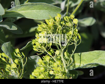 Autinia saxatilis - Alyssum saxatile - Basket of god - Rock Madwort - Goldentuft - closeup Stock Photo