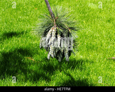 Pinus wallichiana - bhutan pine, blue pine Stock Photo