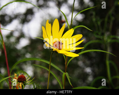 Helianthus salicifolius (syn. Helianthus orgyalis) - Willow-leaved sunflower, willowleaf sunflower Stock Photo