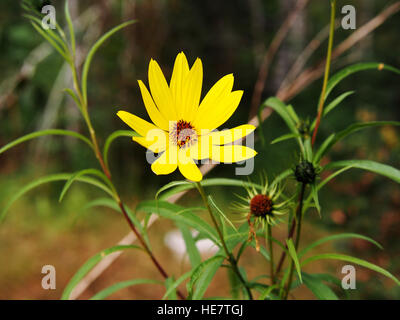 Helianthus salicifolius (syn. Helianthus orgyalis) - Willow-leaved sunflower, willowleaf sunflower Stock Photo