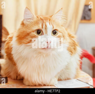 Nice adult red cat sitting at home room Stock Photo