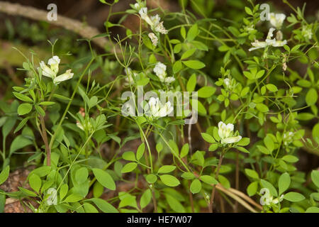Rankender Lerchensporn, Corydalis claviculata, Ceratocapnos claviculata, climbing corydalis Stock Photo