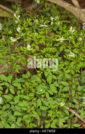 Rankender Lerchensporn, Corydalis claviculata, Ceratocapnos claviculata, climbing corydalis Stock Photo