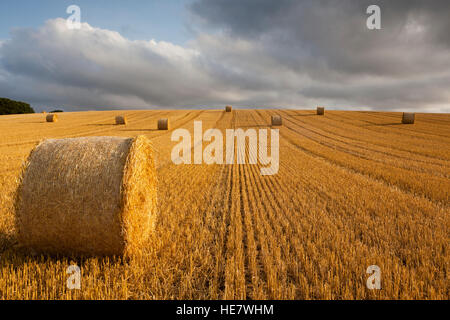 Large round bales of straw Stock Photo