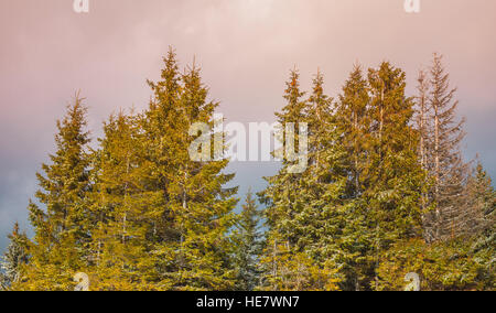 Pine tree forest in the fog Stock Photo