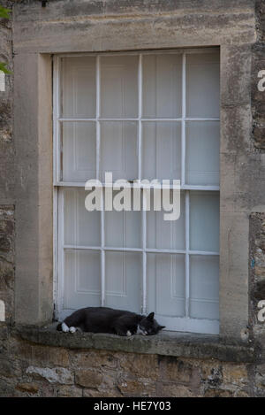 Cat sleeping on window ledge Stock Photo