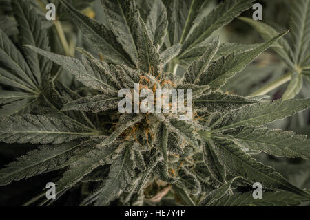 Cannabis, skunk, weed, home-grown, dope, grass, super-weed Stock Photo