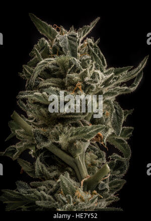 Cannabis, skunk, weed, home-grown, dope, grass, super-weed Stock Photo