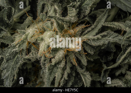 Cannabis, skunk, weed, home-grown, dope, grass, super-weed Stock Photo