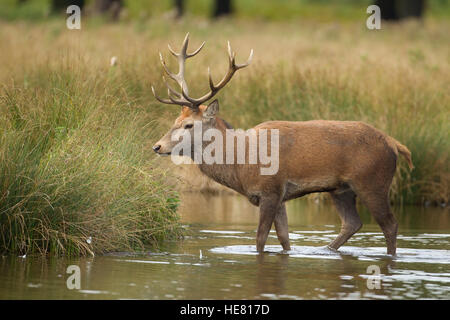Red deer Cervus elaphus stag standing in water Stock Photo
