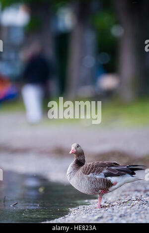 Greylag Goose (Anser anser) on lake Ammer shore with people in the background. Upper Bavaria. Germany. Stock Photo