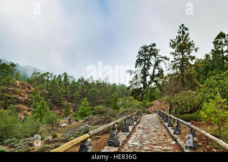 Stone footpath in the mountains with trees in Teide National Park, Tenerife, Canary Islands, Spain Stock Photo