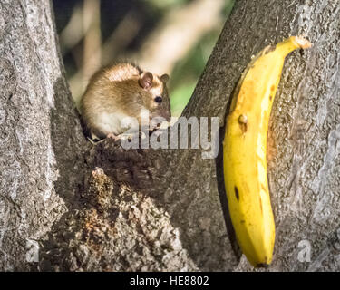 Spinifex hopping mouse (Notomys alexis), sitting on a branch, feeding, Australia, SA, Adelaide. Stock Photo