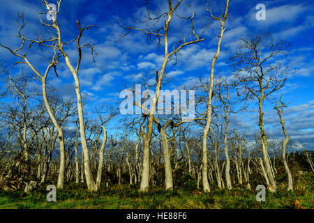 Forest in Otway National Park, on the Great Ocean Road on  Cape Otway, Victoria, Australia Stock Photo