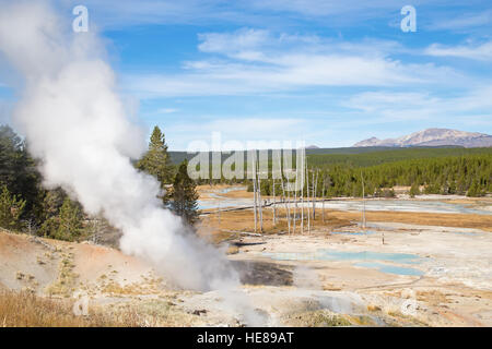 Norris geyser basin in the Yellowstone National park, USA Stock Photo