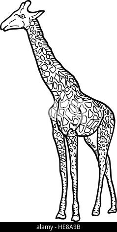 Sketch of a high African giraffe on white background. Vector illustration Stock Vector