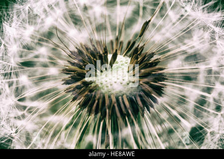 Dandelion head with seeds Stock Photo