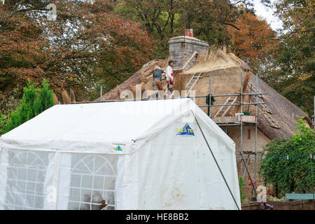 thatchers repairing roof on thatched cottage with tent in foreground Stock Photo