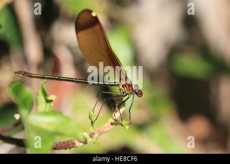 Copper Demoiselle (Calopteryx haemorrhoidalis), female, near Tarifa, Andalucia, Spain. Stock Photo