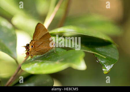 Orange buterfly in Madagascar rainforest, Analamazaotra National Park, Madagascar wilderness and wildlife Stock Photo