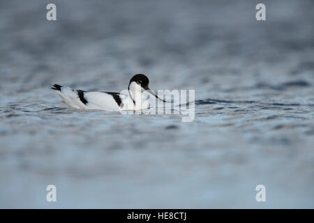 Pied Avocet / Saebelschnaebler ( Recurvirostra avosetta ), swimming / resting on open water, typical wader bird in wadden sea. Stock Photo