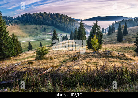 hillside with spruce forest among the fog on a meadow in mountains of Romania in morning light Stock Photo