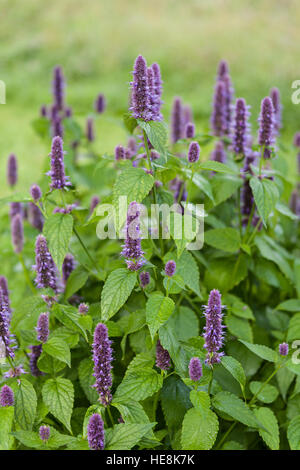 Image of giant Anise hyssop (Agastache foeniculum) in a summer garden Stock Photo